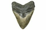 Serrated, Fossil Megalodon Tooth - North Carolina #343391-1